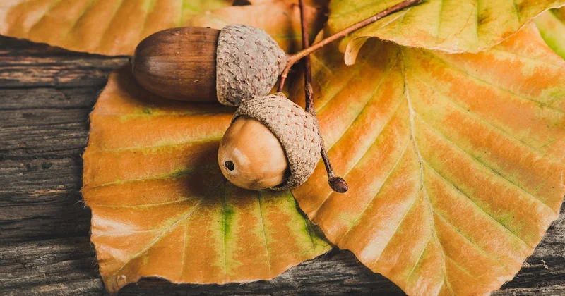 La saison idéale : réduire son empreinte en choisissant bien son moment
