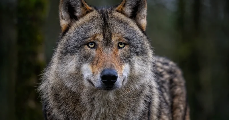 Dormir avec les loups et autres expériences immersives