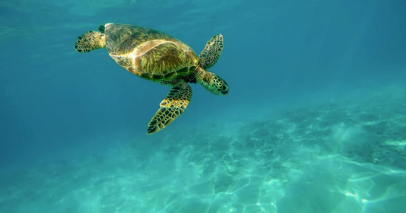 Où faire du snorkeling avec les tortues aux Galápagos : 7 spots